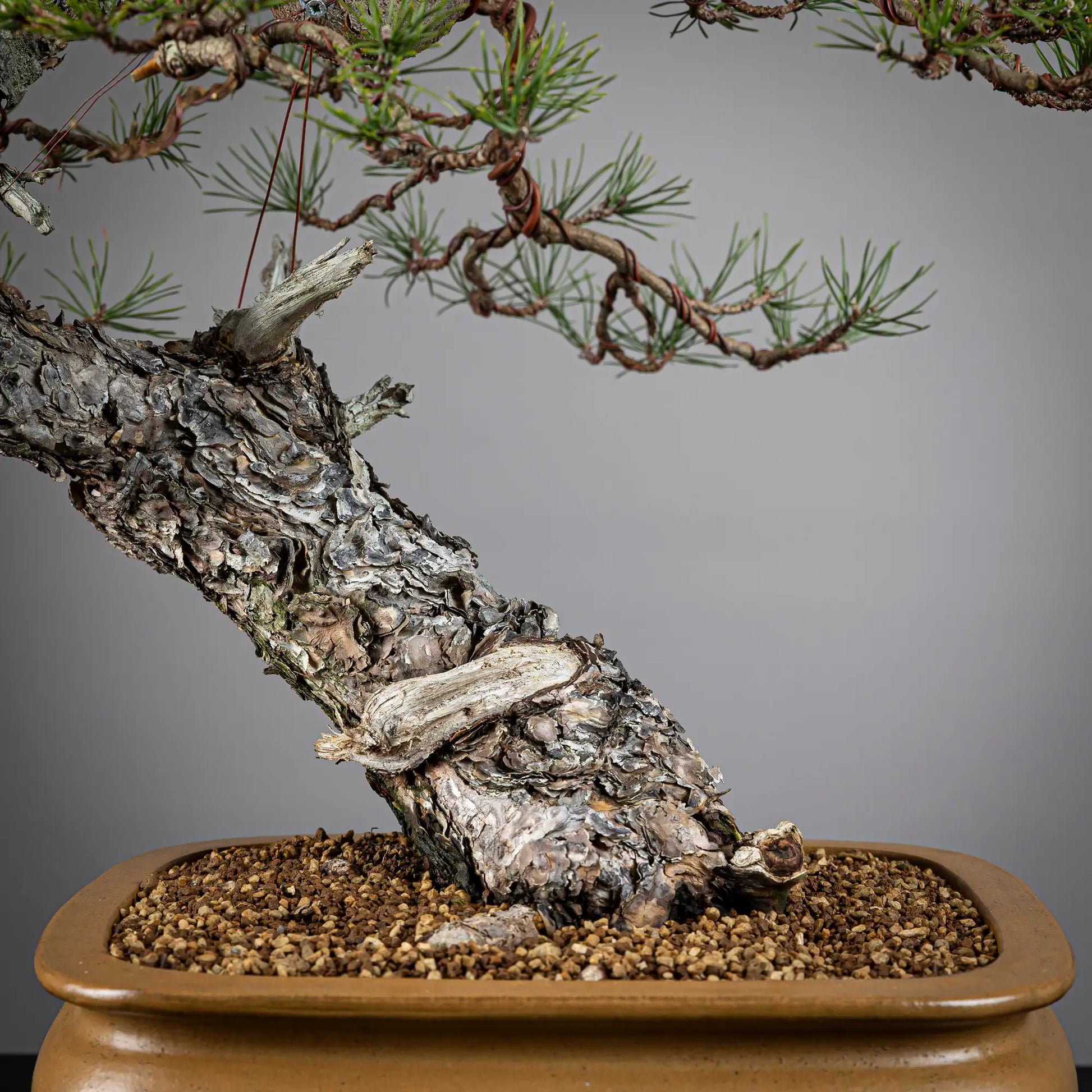 Detalle de tronco y nebari de bonsai yamadori de pinus sylvestris