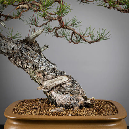 Detalle de tronco y nebari de bonsai yamadori de pinus sylvestris