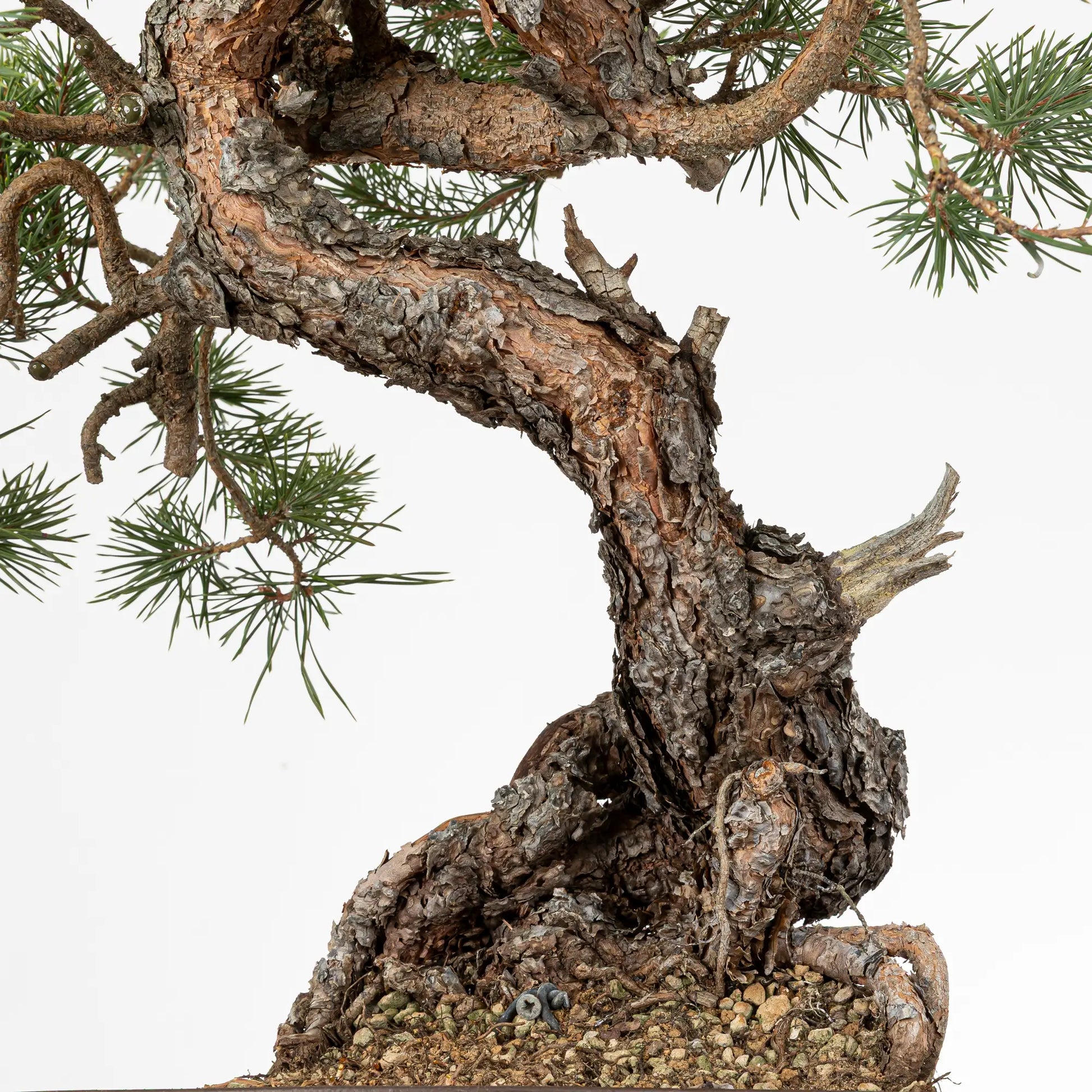 Detalle de nebari y tronco de bonsai de pino silvestris