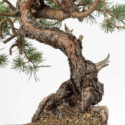 Detalle de nebari y tronco de bonsai de pino silvestris