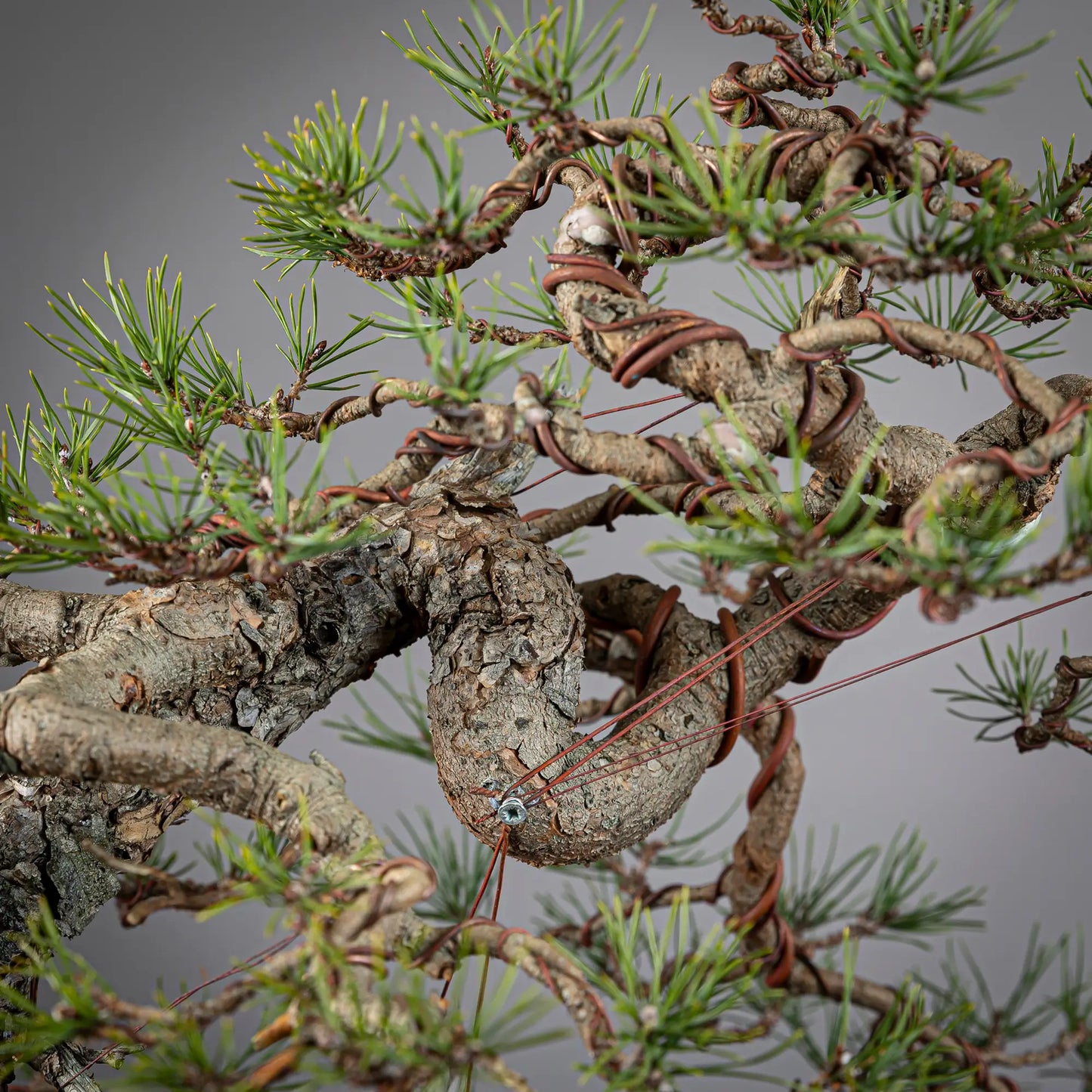 Detalle de curva en tronco de bonsai yamadori de pinus sylvestris