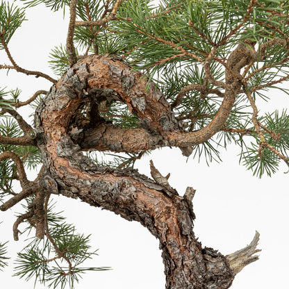 Detalle de tronco con curvas y corteza anaranjada