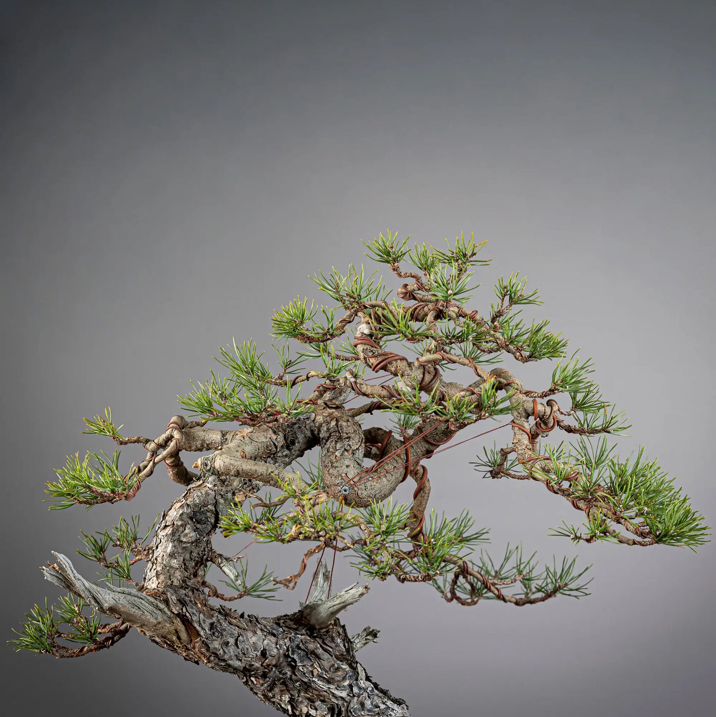 Detalle de copa de bonsai yamadori de pinus sylvestris