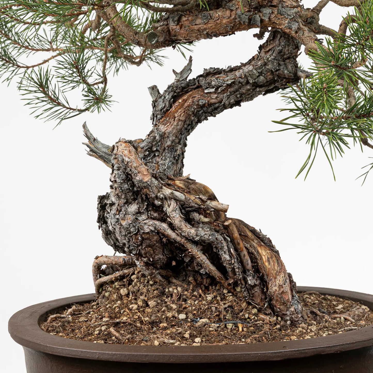 Detalle de nebari de bonsai de pino silvestris
