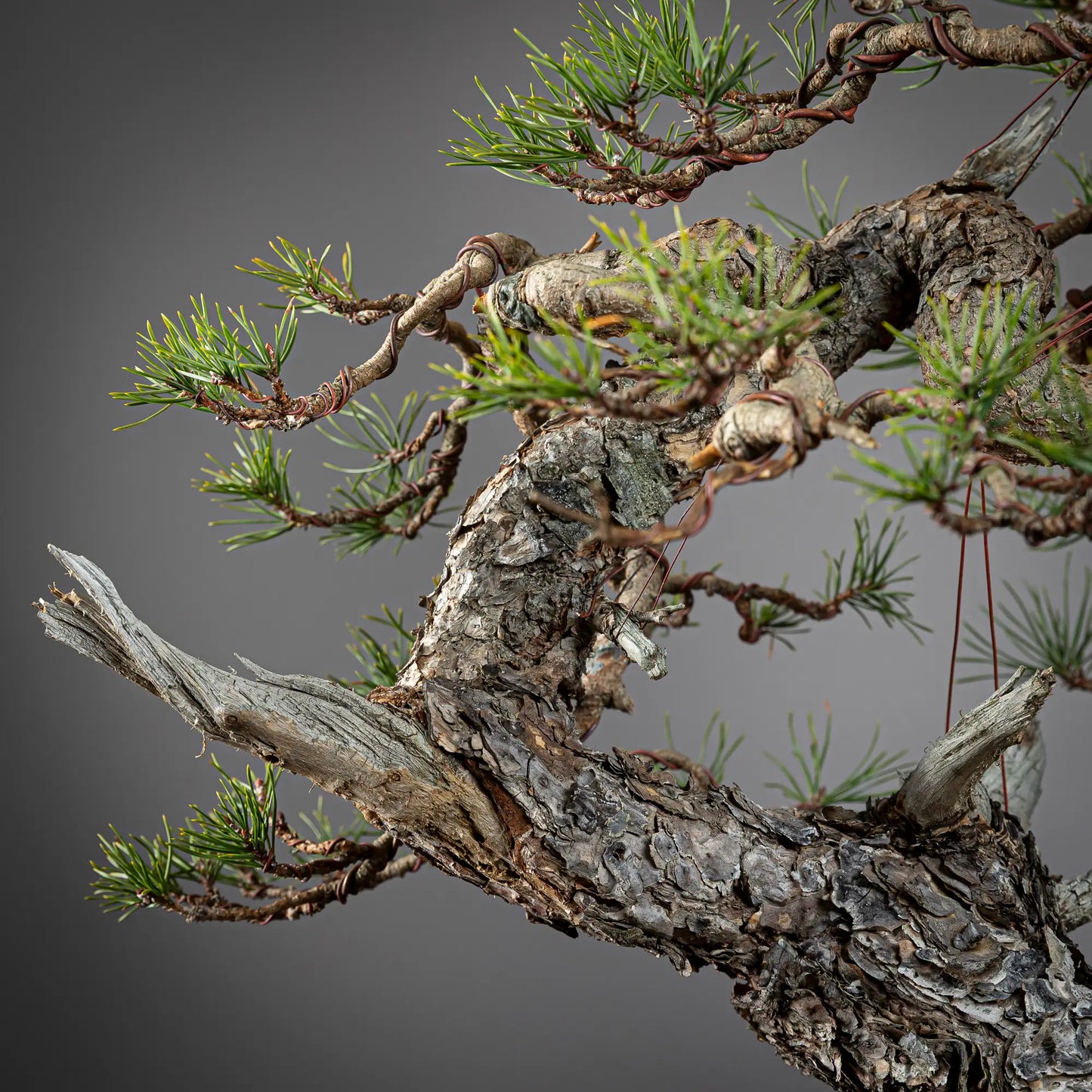 Detalle de tronco, curva y jin de bonsai yamadori de pinus sylvestris