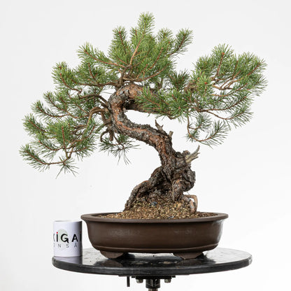 Comparativa de tamaño de bonsai yamadori de pinus silvestris con una taza de la tienda de ikigai bonsai.