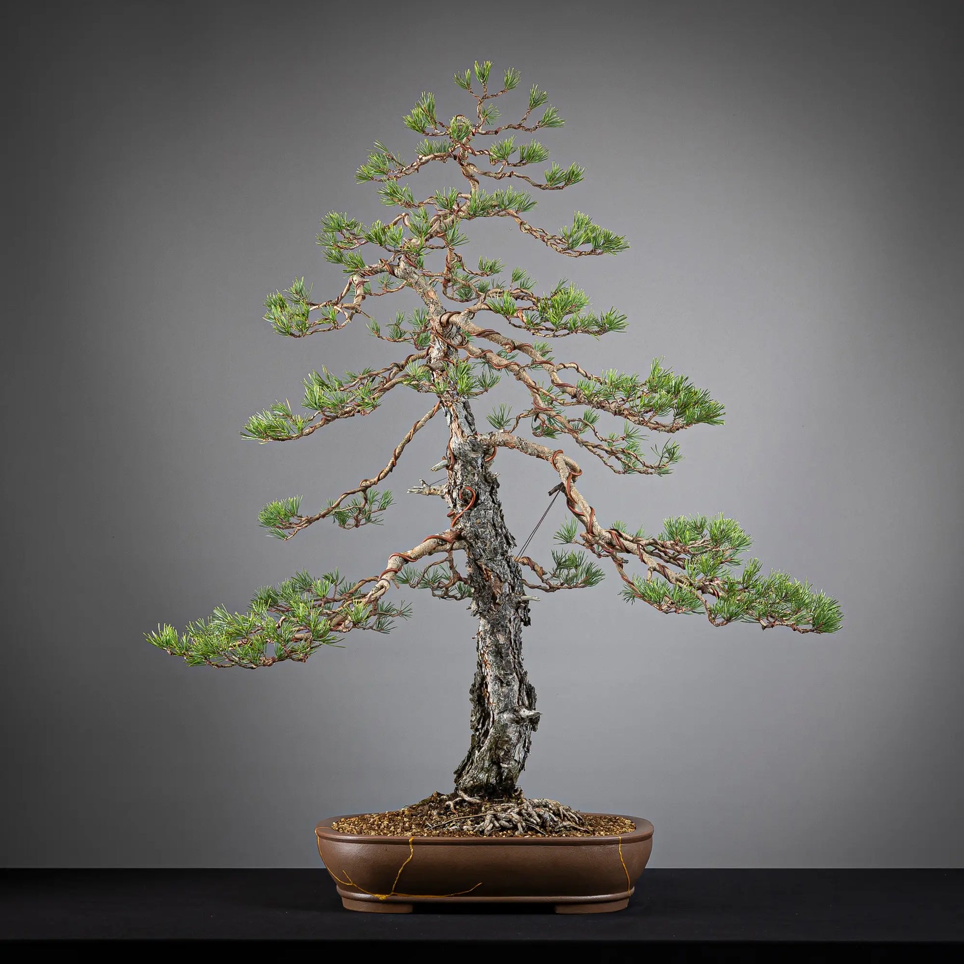 Frente de bonsai yamadori de pinus sylvestris de estilo moyogi y tamaño dai