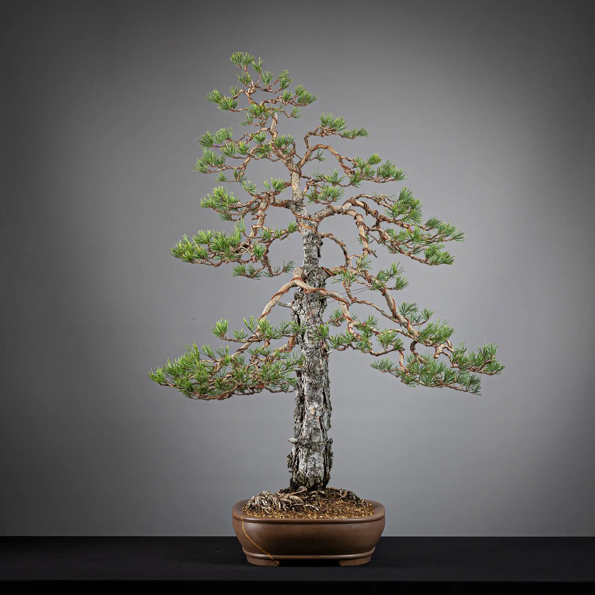 Cara derecha de bonsai yamadori de pinus sylvestris.