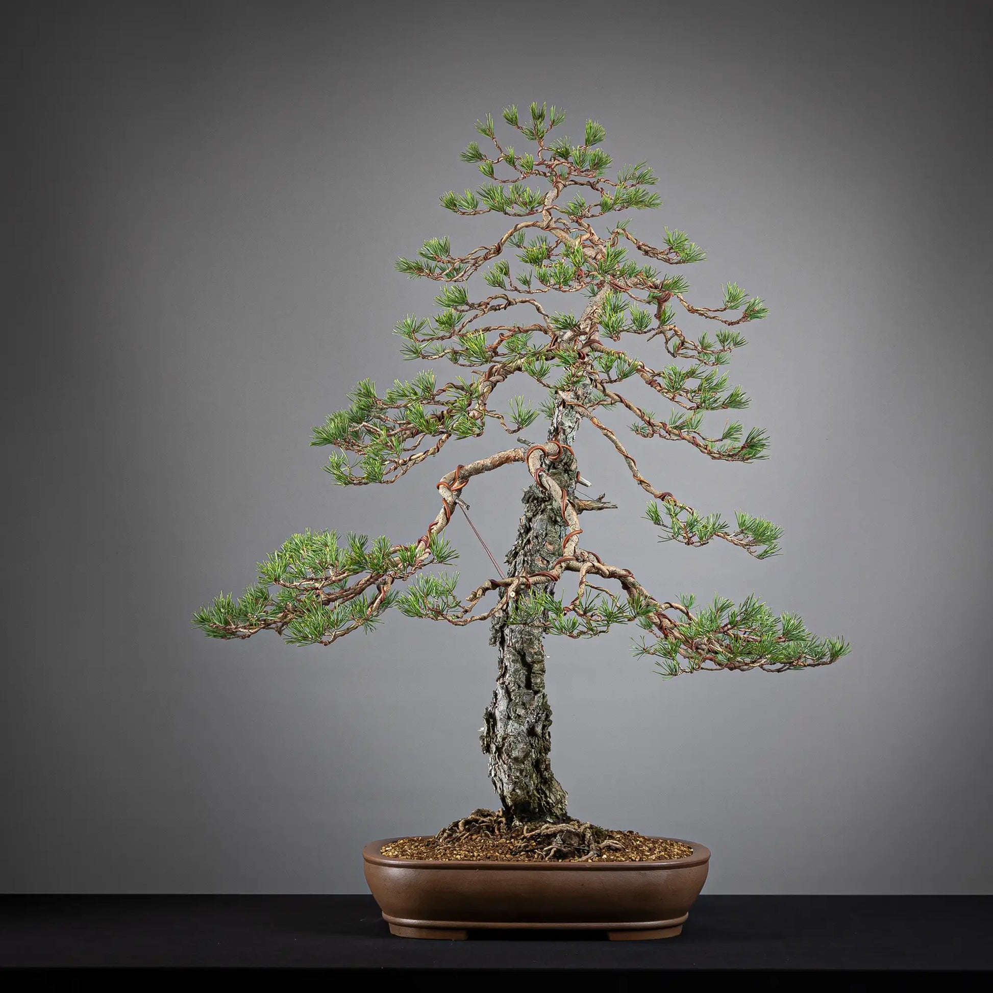 Cara trasera de bonsai yamadori de pinus sylvestris