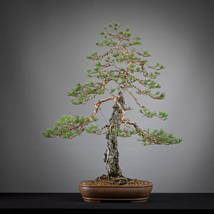 Cara trasera de bonsai yamadori de pinus sylvestris