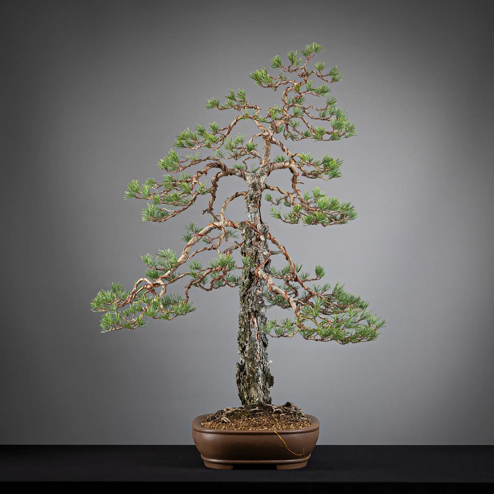 Cara izquierda de bonsai yamadori de pinus sylvestris