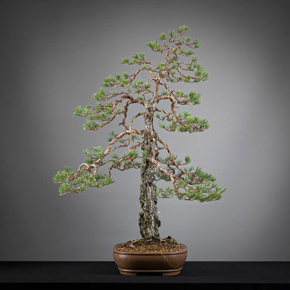 Cara izquierda de bonsai yamadori de pinus sylvestris