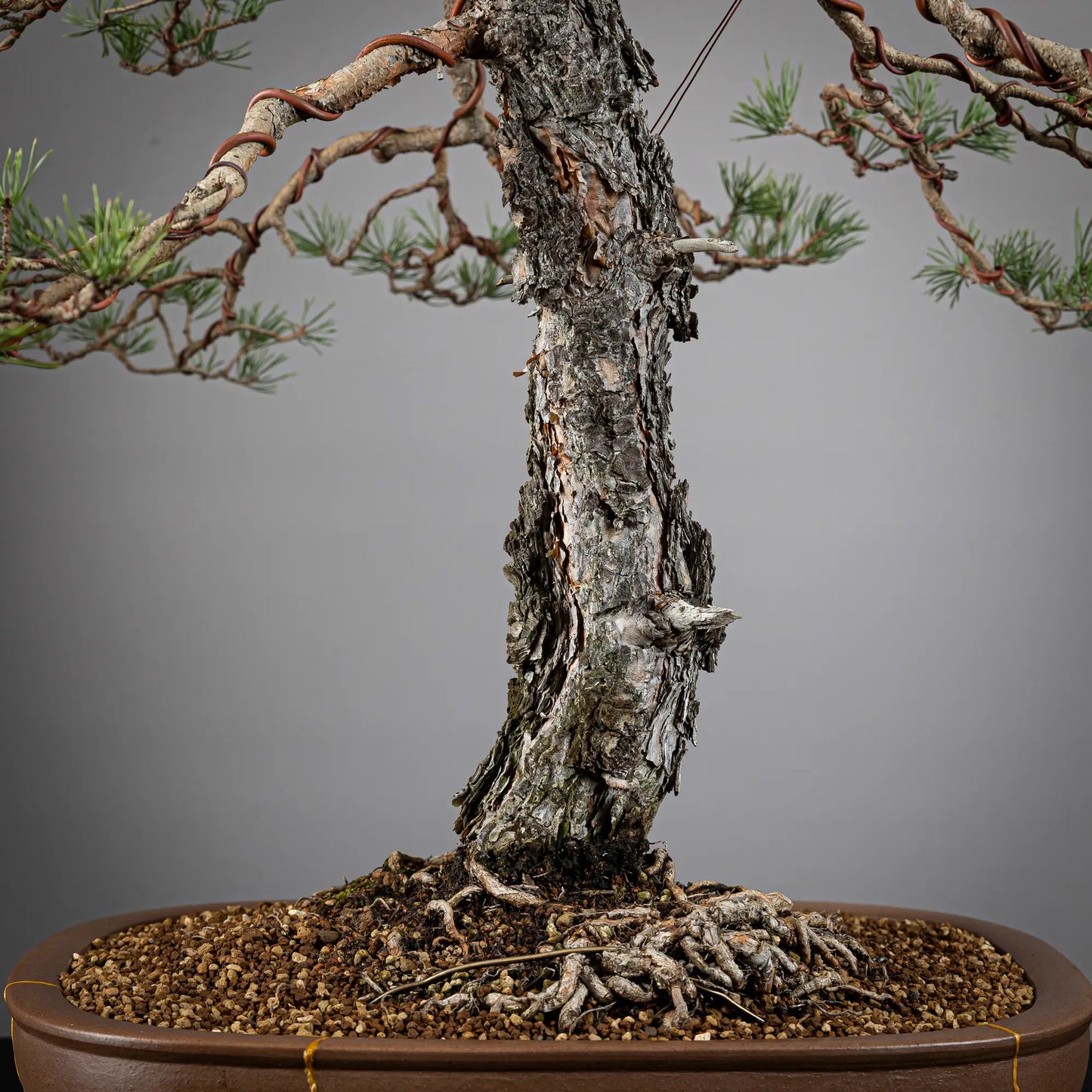 Detalle de nebari y tronco con mucha corteza de bonsai yamadori de pinus sylvestris