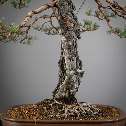 Detalle de nebari y tronco con mucha corteza de bonsai yamadori de pinus sylvestris