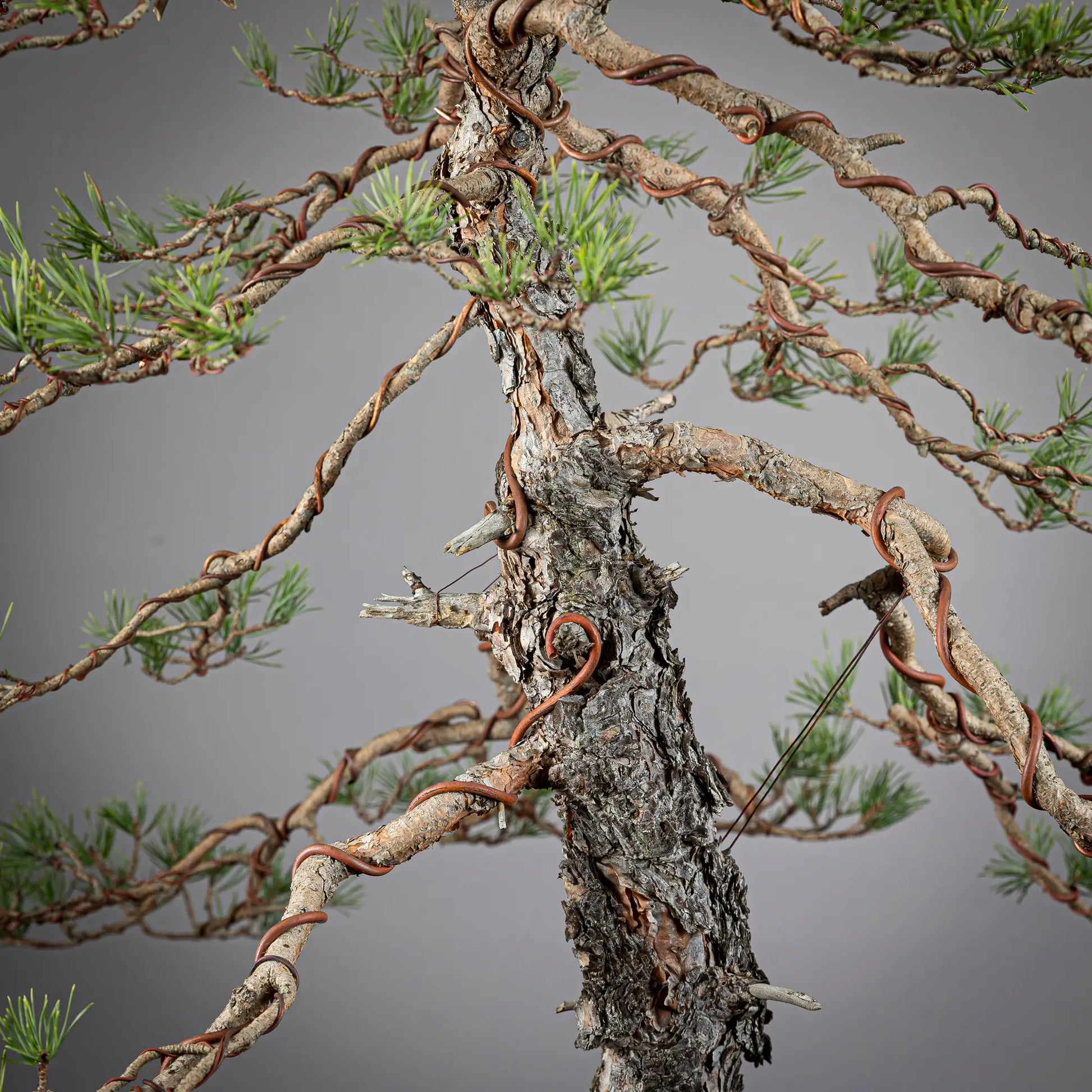 detalle de ramas y tronco de bonsai yamadori de pinus sylvestris