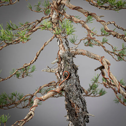 detalle de ramas y tronco de bonsai yamadori de pinus sylvestris