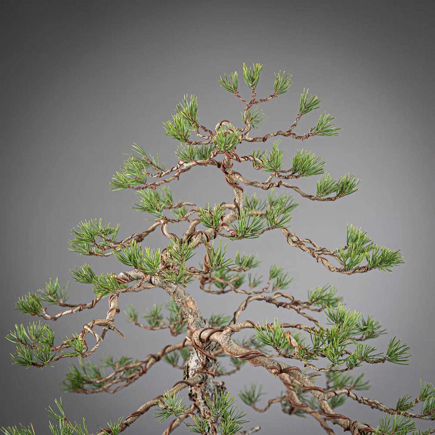 Detalle de apice de bonsai yamadori de pinus sylvestris