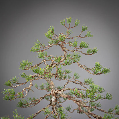 Detalle de apice de bonsai yamadori de pinus sylvestris