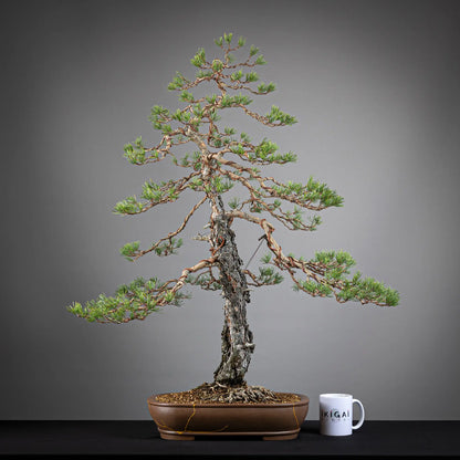 Comparativa de tamaño de bonsai yamadori de pinus sylvestris con una taza de café de la tienda ikigai bonsai
