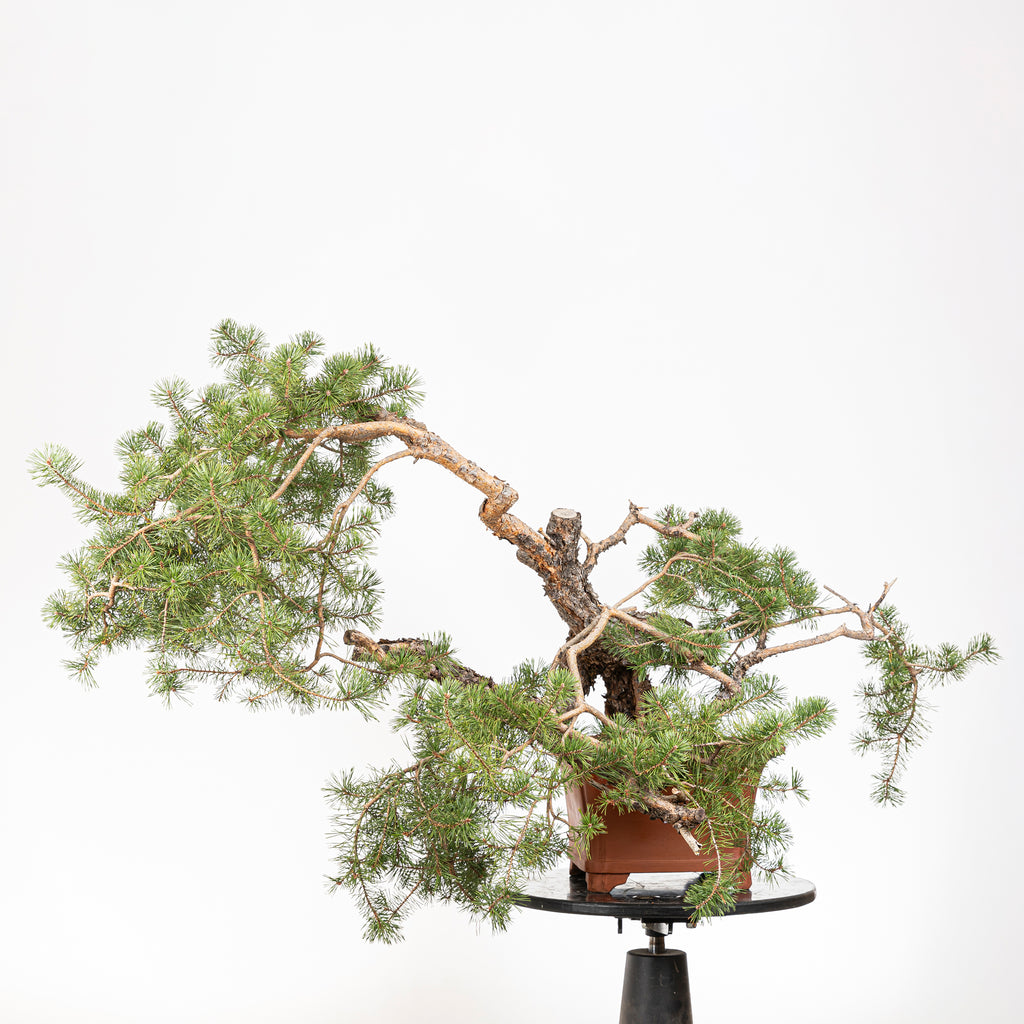 Bonsái - Pino silvestre (Pinus sylvestris) - PS10536