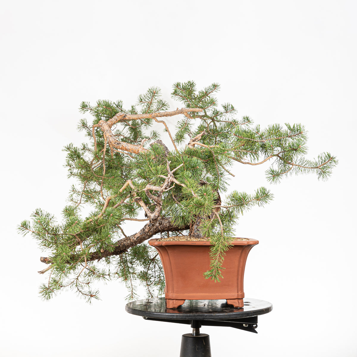 Bonsái - Pino silvestre (Pinus sylvestris) - PS10536