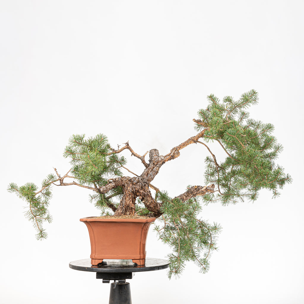 Bonsái - Pino silvestre (Pinus sylvestris) - PS10536