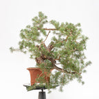 Bonsái - Pino silvestre (Pinus sylvestris) - PS10536