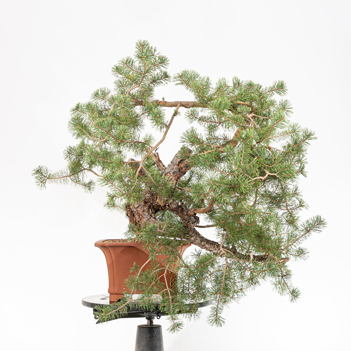 Bonsái - Pino silvestre (Pinus sylvestris) - PS10536