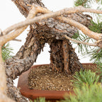 Bonsái - Pino silvestre (Pinus sylvestris) - PS10536
