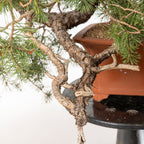 Bonsái - Pino silvestre (Pinus sylvestris) - PS10536