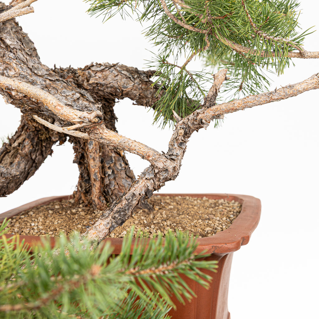 Bonsái - Pino silvestre (Pinus sylvestris) - PS10536