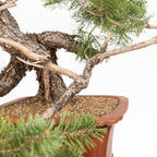 Bonsái - Pino silvestre (Pinus sylvestris) - PS10536