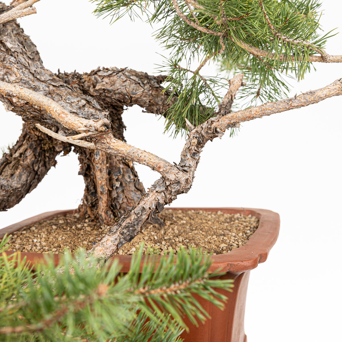 Bonsái - Pino silvestre (Pinus sylvestris) - PS10536