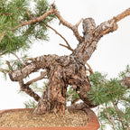 Bonsái - Pino silvestre (Pinus sylvestris) - PS10536