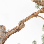 Bonsái - Pino silvestre (Pinus sylvestris) - PS10536