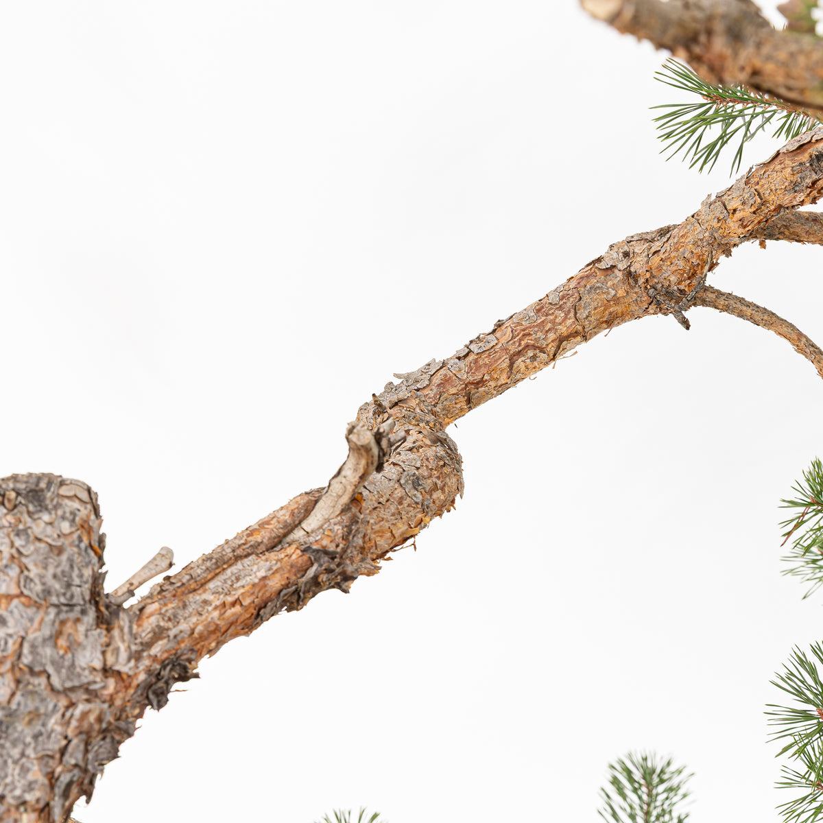 Bonsái - Pino silvestre (Pinus sylvestris) - PS10536