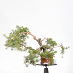 Bonsái - Pino silvestre (Pinus sylvestris) - PS10536