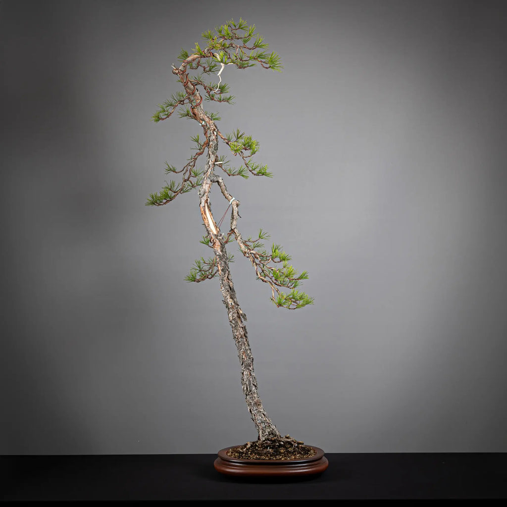 Frente de bonsai yamadori de pinus sylvestris  estilo bunjin