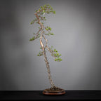 Frente de bonsai yamadori de pinus sylvestris  estilo bunjin