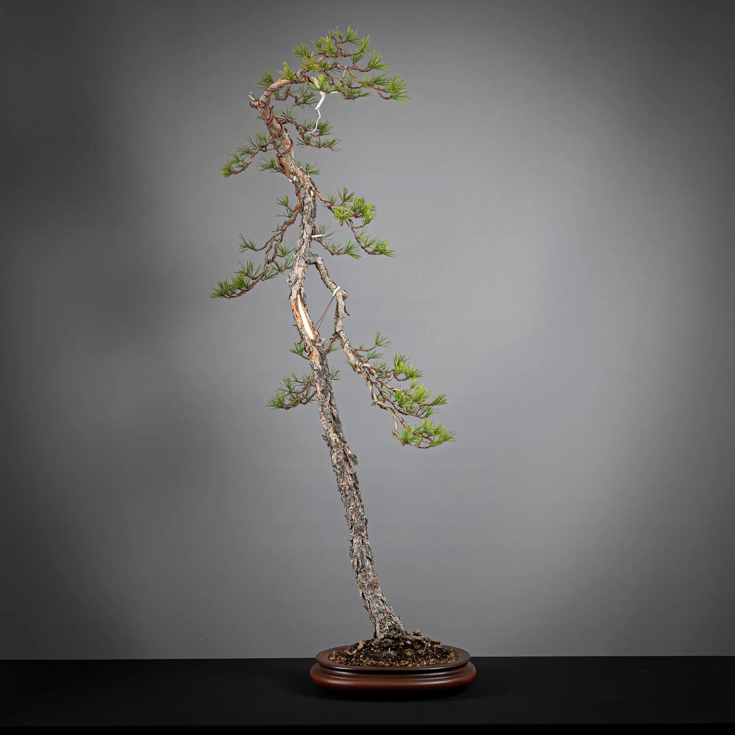 Frente de bonsai yamadori de pinus sylvestris  estilo bunjin