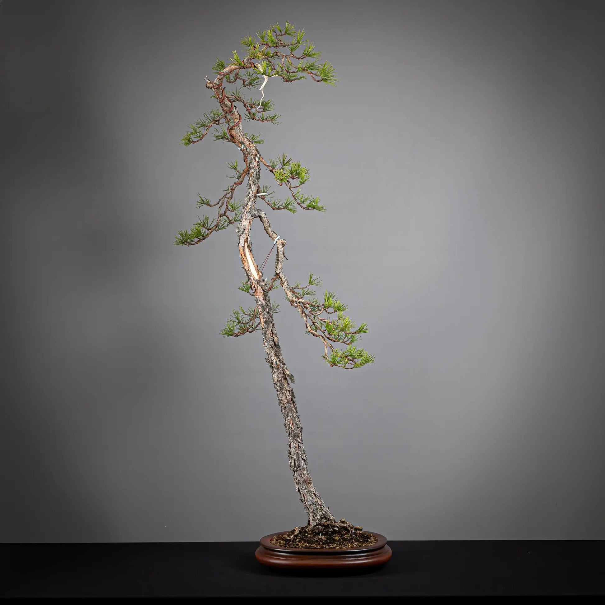 Frente de bonsai yamadori de pinus sylvestris  estilo bunjin