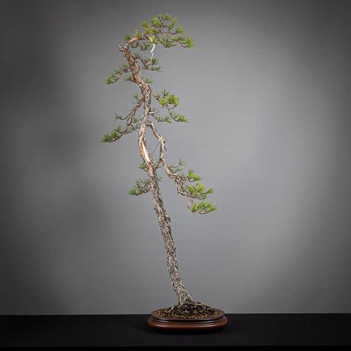 Frente de bonsai yamadori de pinus sylvestris  estilo bunjin