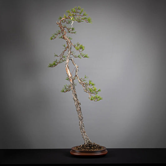 Frente de bonsai yamadori de pinus sylvestris  estilo bunjin