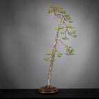 Cara derecha de bonsai yamadori de pinus sylvestris