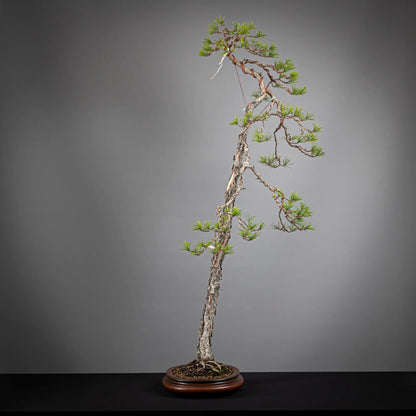 Cara derecha de bonsai yamadori de pinus sylvestris