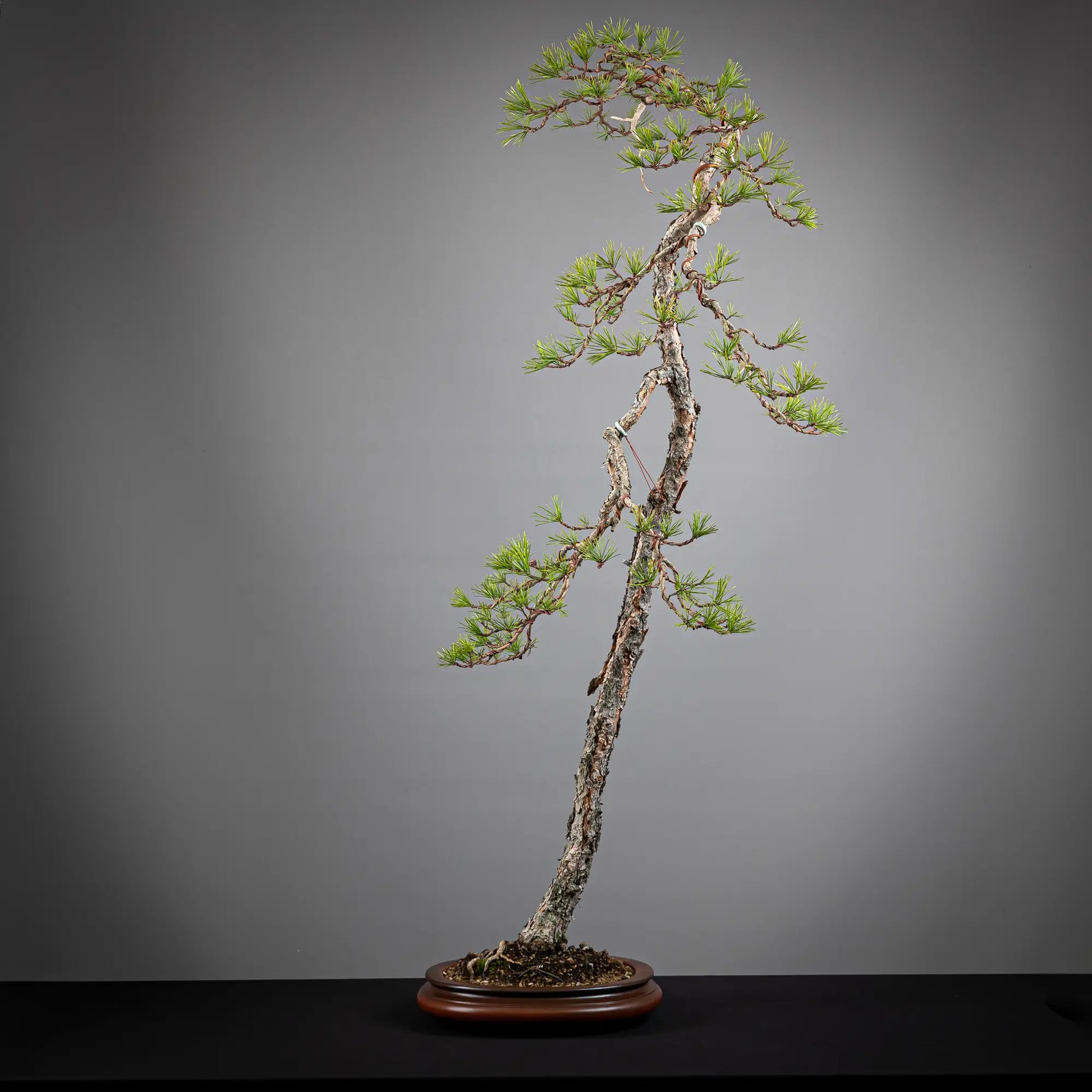 Cara trasera de bonsai yamadori de pinus sylvestris