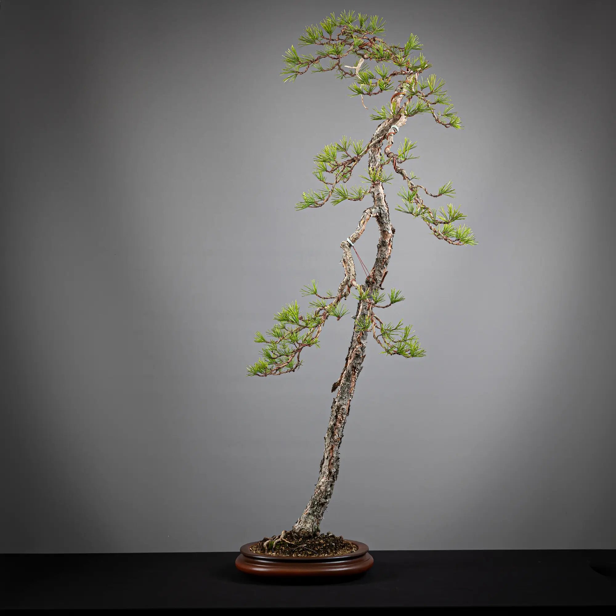 Cara trasera de bonsai yamadori de pinus sylvestris