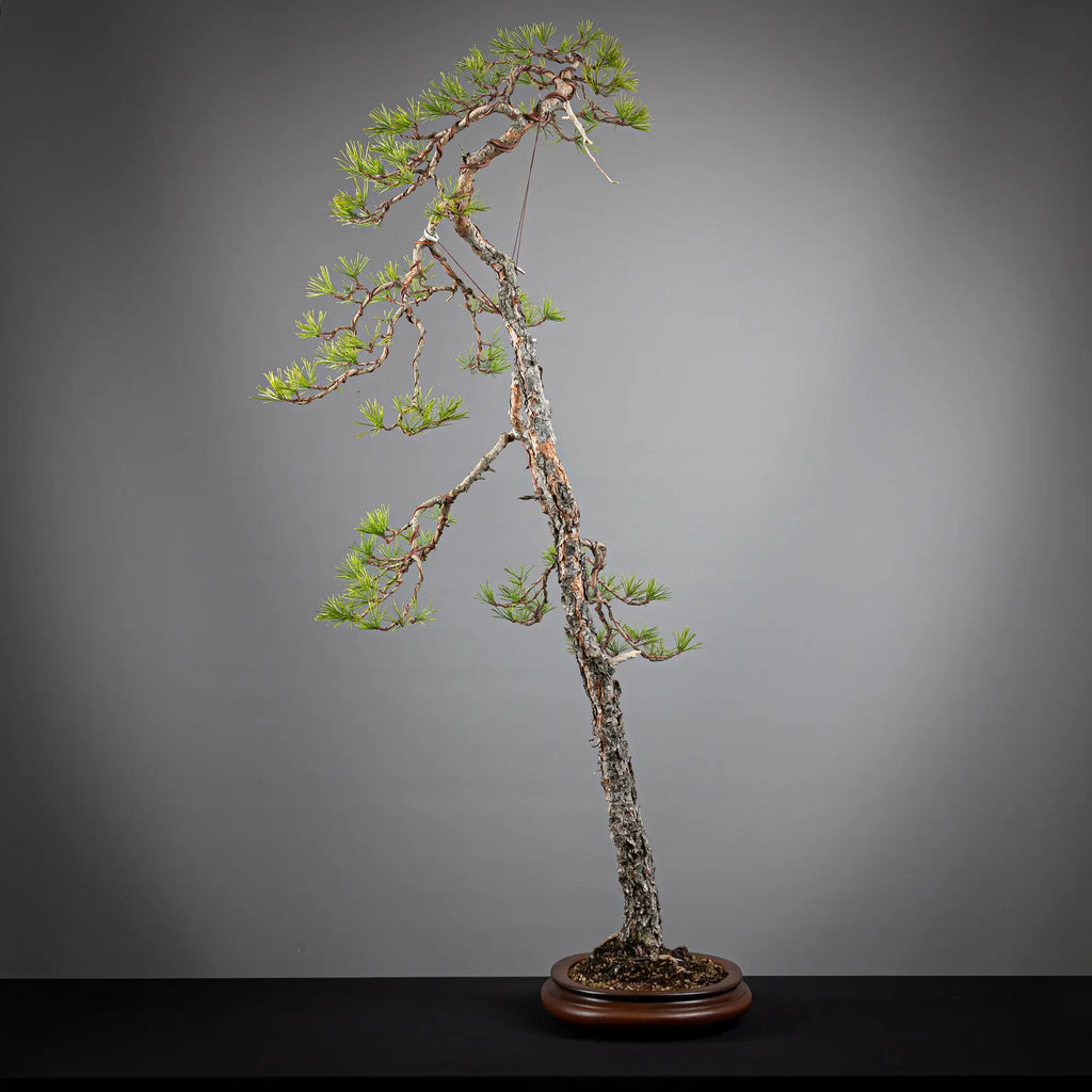 Cara izquierda de bonsai yamadori de pinus sylvestris
