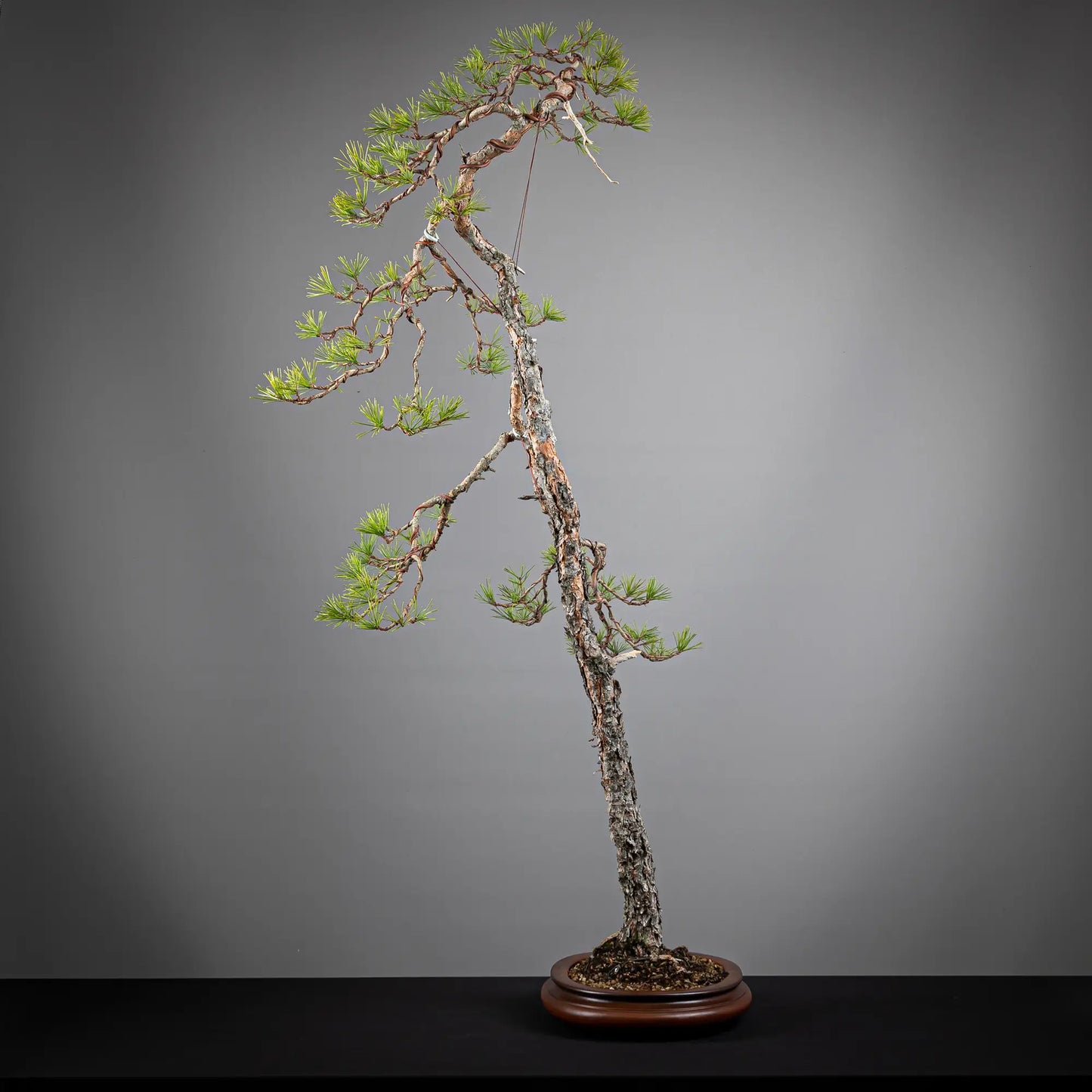 Cara izquierda de bonsai yamadori de pinus sylvestris