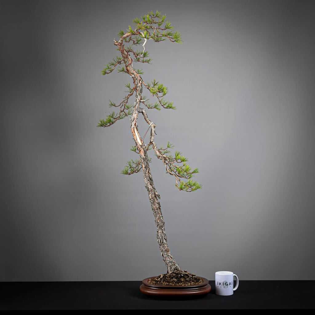 Comparativa de tamaño de bonsai yamadori de pinus sylvestris tamaño dai  con una zara de café de la tienda ikigai bonsai